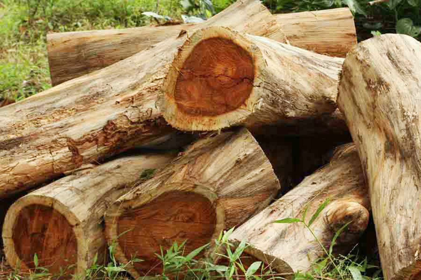MUTTIL-WOOD.jpg