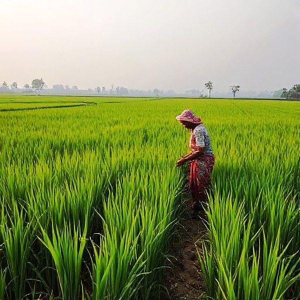 Rice-Cultivation.jpg