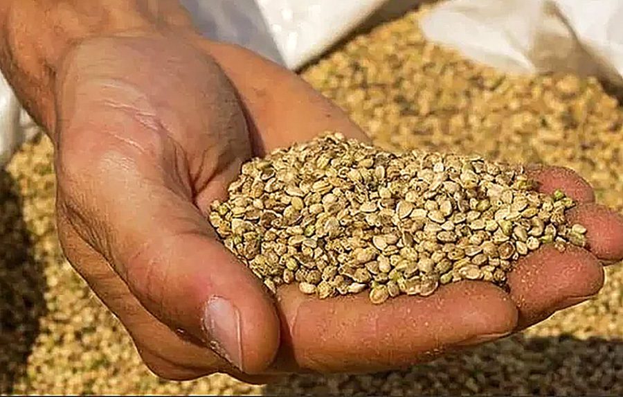 Seed-Bill.jpg