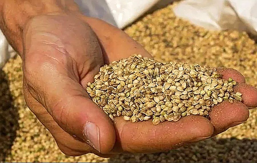 Seed-Bill.jpg